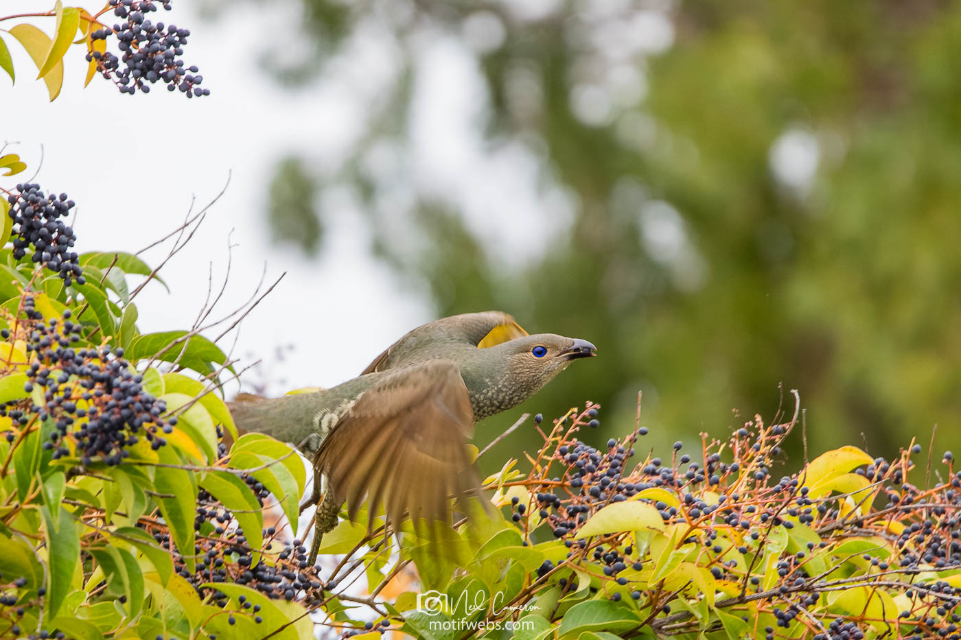 Female Satin Bowerbird (Ptilonorhynchus violaceus).Waramanga, ACT