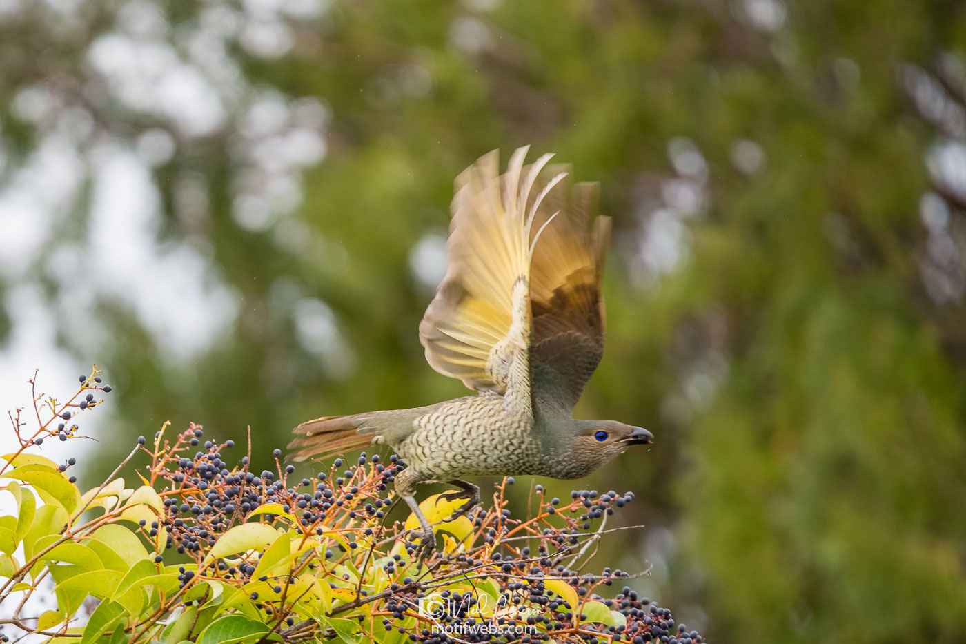 Female Satin Bowerbird (Ptilonorhynchus violaceus).Waramanga, ACT