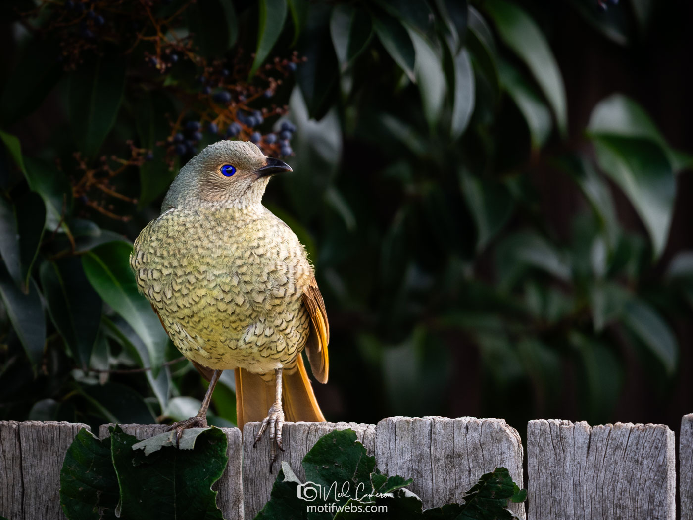 Imm. Satin Bowerbird (Ptilonorhynchus violaceus).Waramanga, ACT