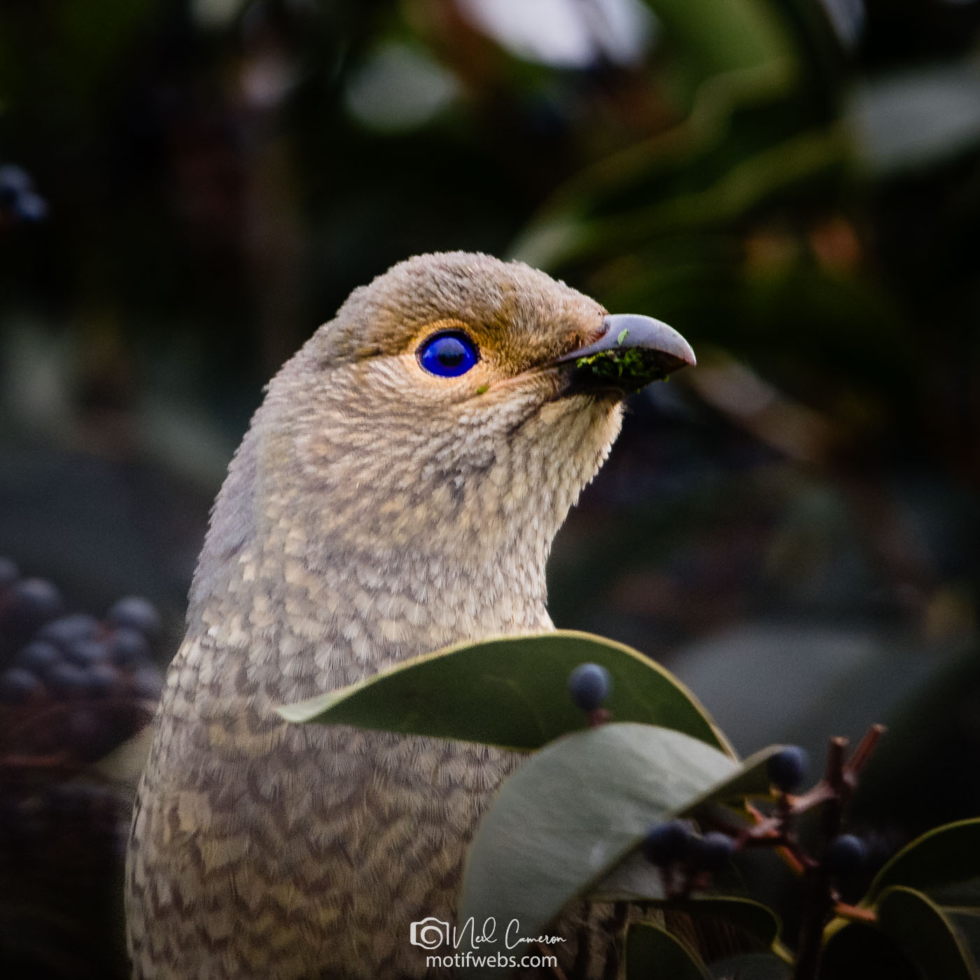 Imm. Satin Bowerbird (Ptilonorhynchus violaceus).Waramanga, ACT