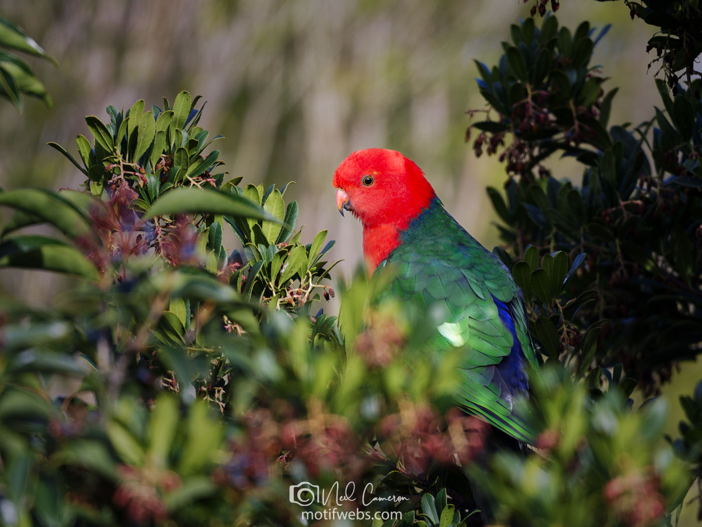 Australian King-Parrot (Alisterus scapularis), Waramanga, ACT
