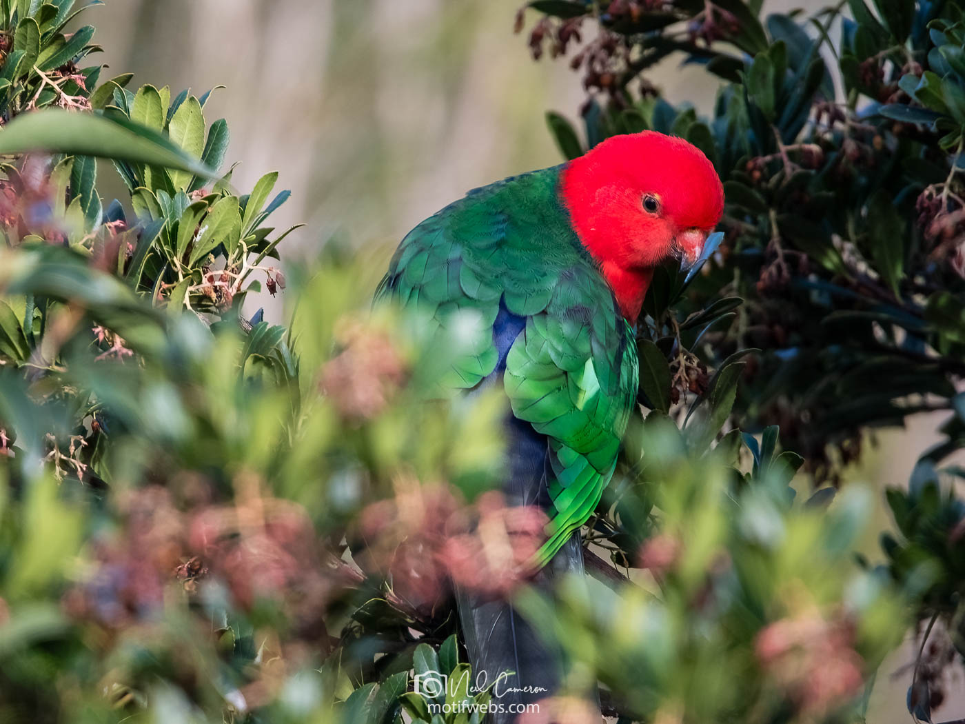 Australian King-Parrot (Alisterus scapularis) feeding at Waramanga, Canberra
