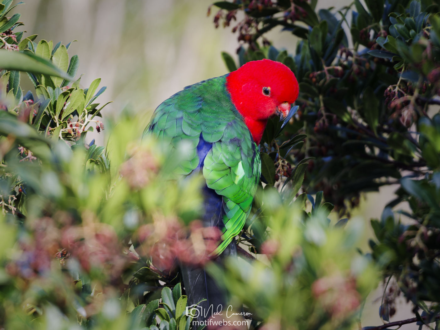 Australian King-Parrot (Alisterus scapularis) feeding at Waramanga, Canberra