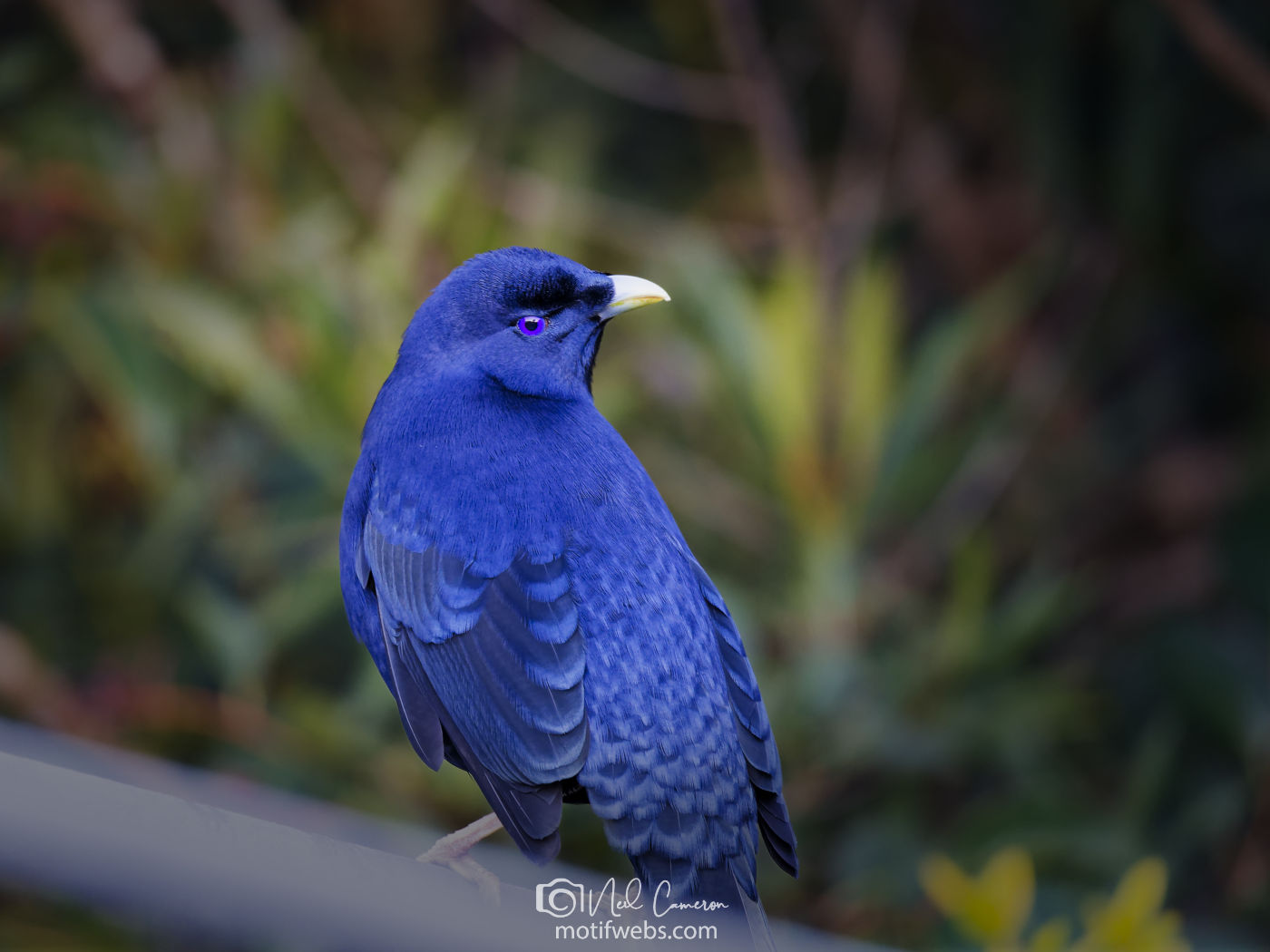 Male Satin Bowerbird (Ptilonorhynchus violaceus).Waramanga, ACT
