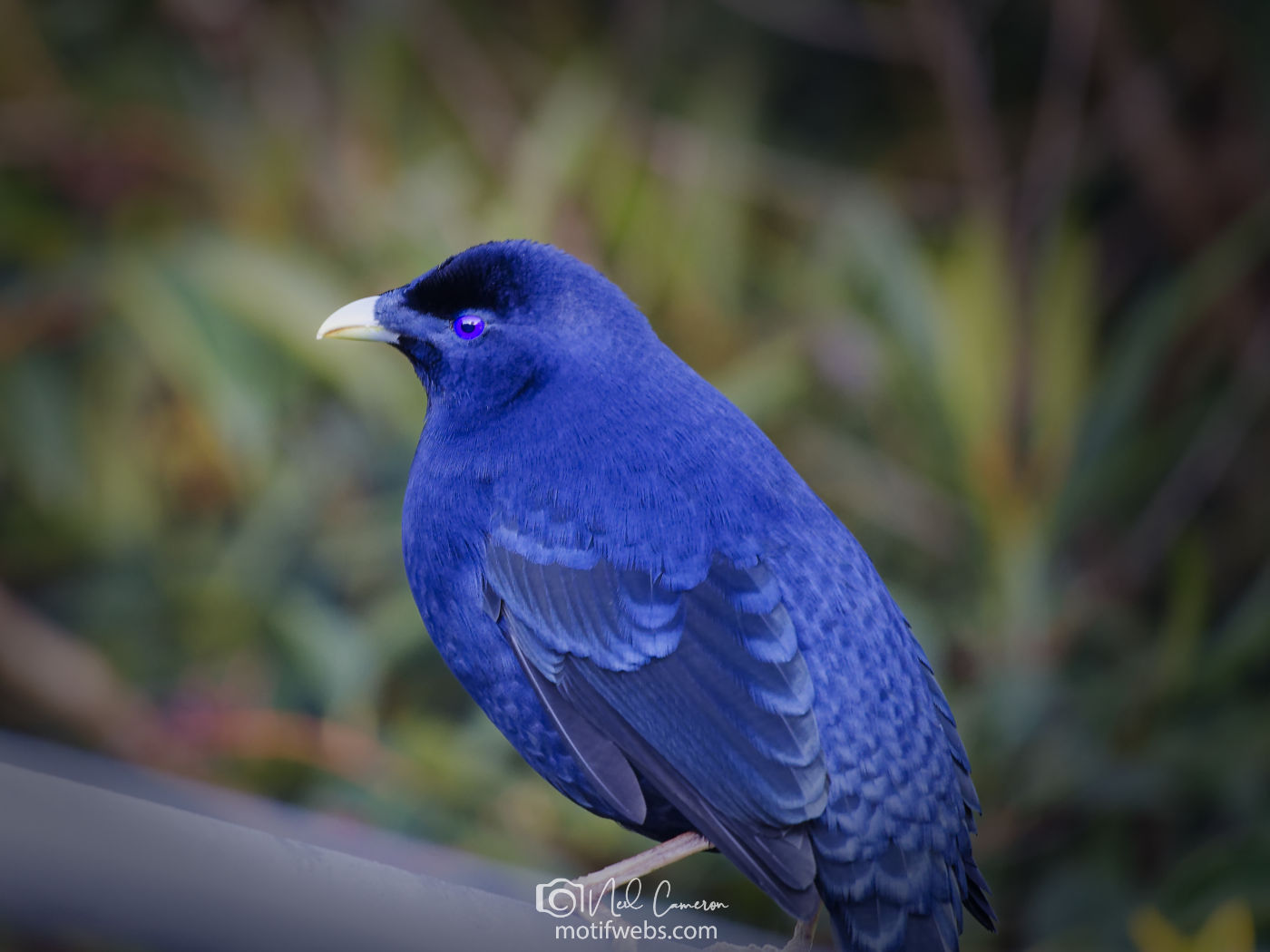 Male Satin Bowerbird (Ptilonorhynchus violaceus).Waramanga, ACT
