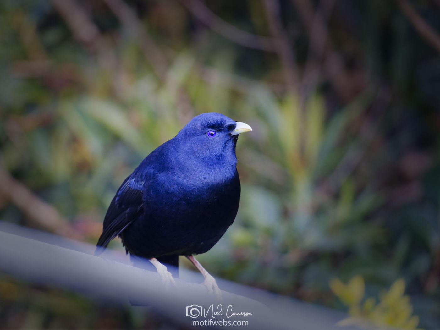 Male Satin Bowerbird (Ptilonorhynchus violaceus).Waramanga, ACT