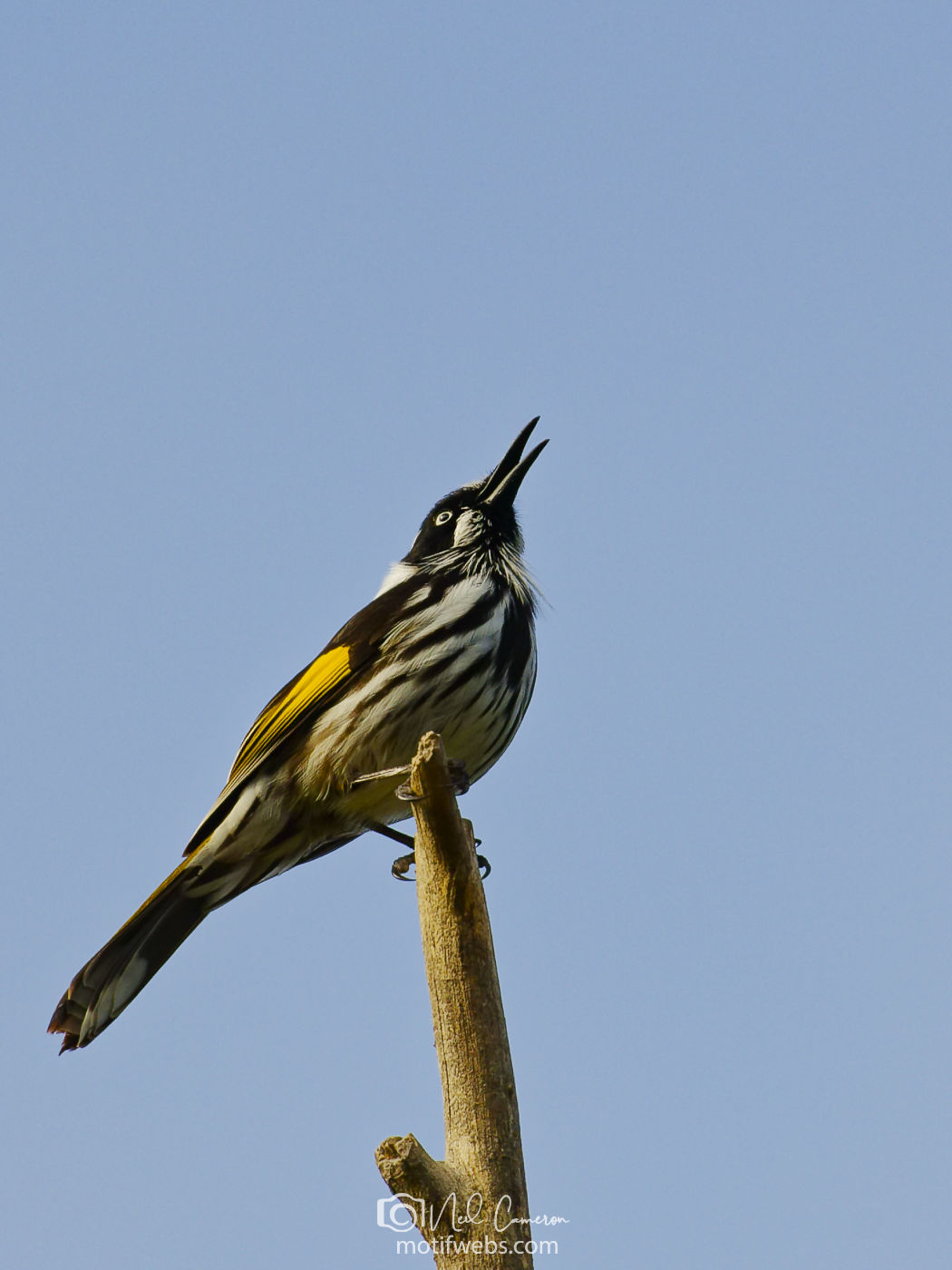 New Holland Honeyeater (Phylidonyris novaehollandiae) singing, Australian National Botanical Gardens, Canberra