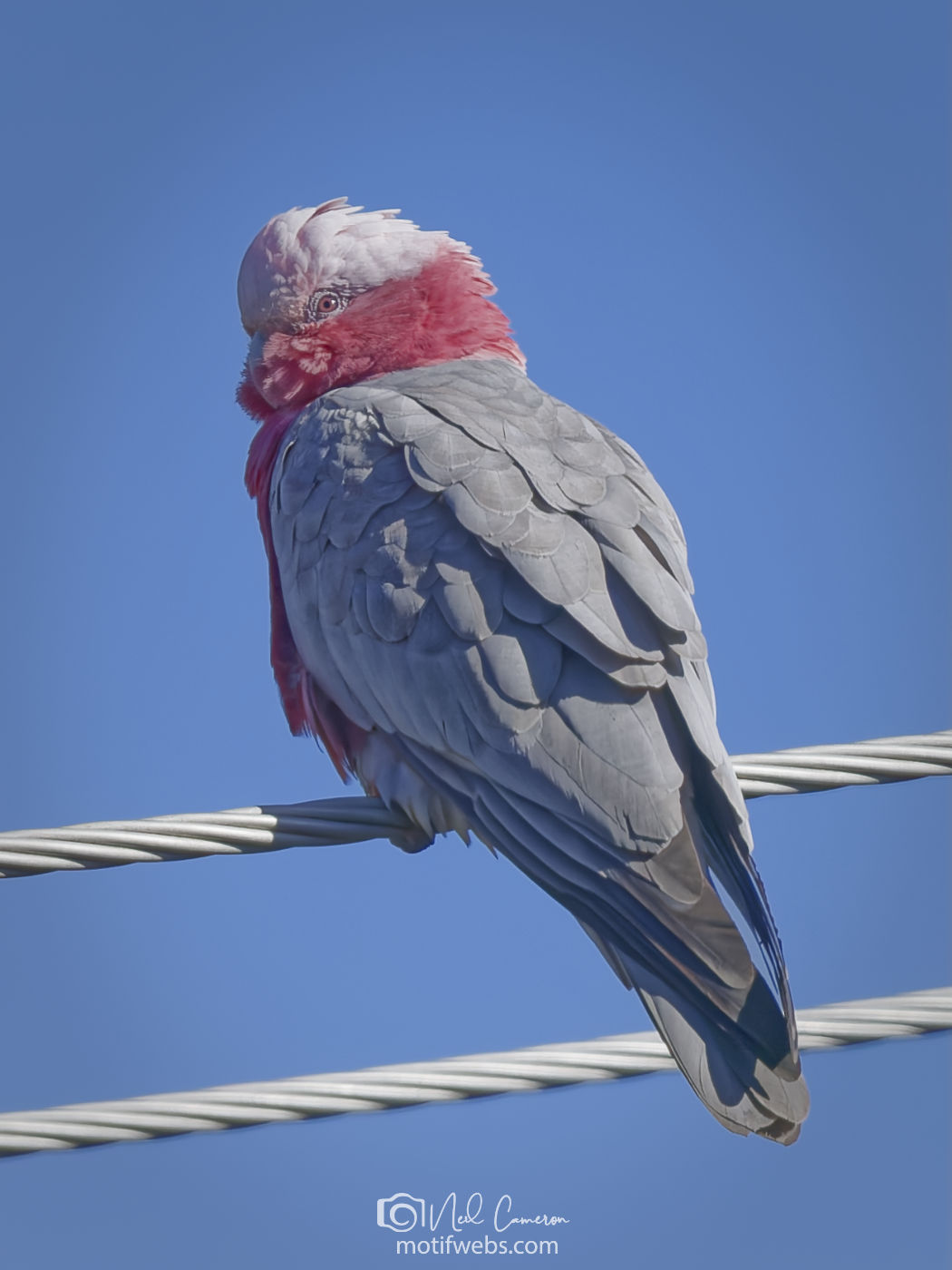 Female Galah (Eolophus roseicapilla), Waramanga, Canberra