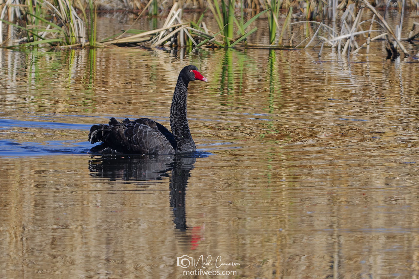 Black Swan (Cygnus atratus),Jerrabomberra Wetlands, Canberra
