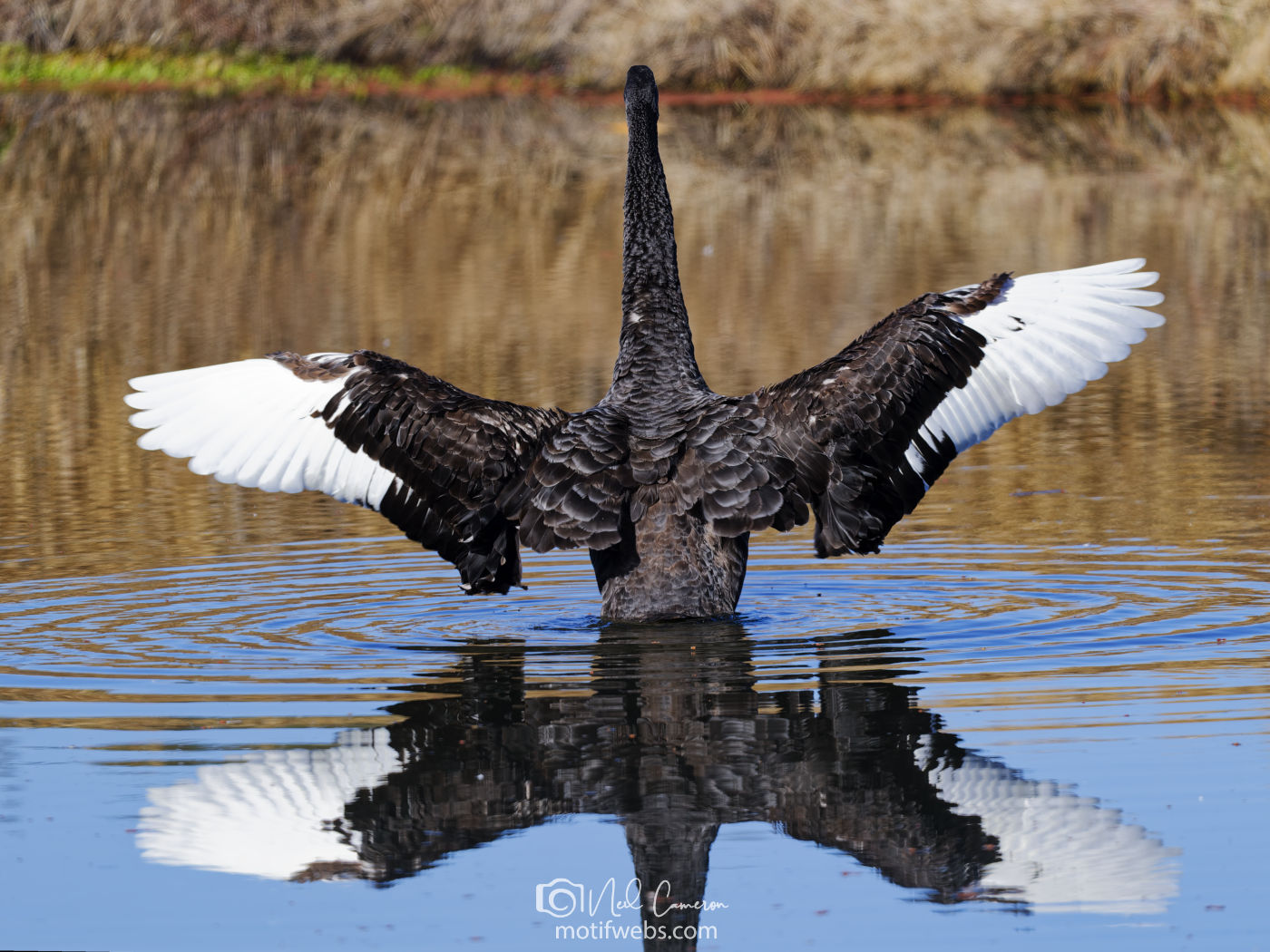 Black Swan (Cygnus atratus),Jerrabomberra Wetlands, Canberra