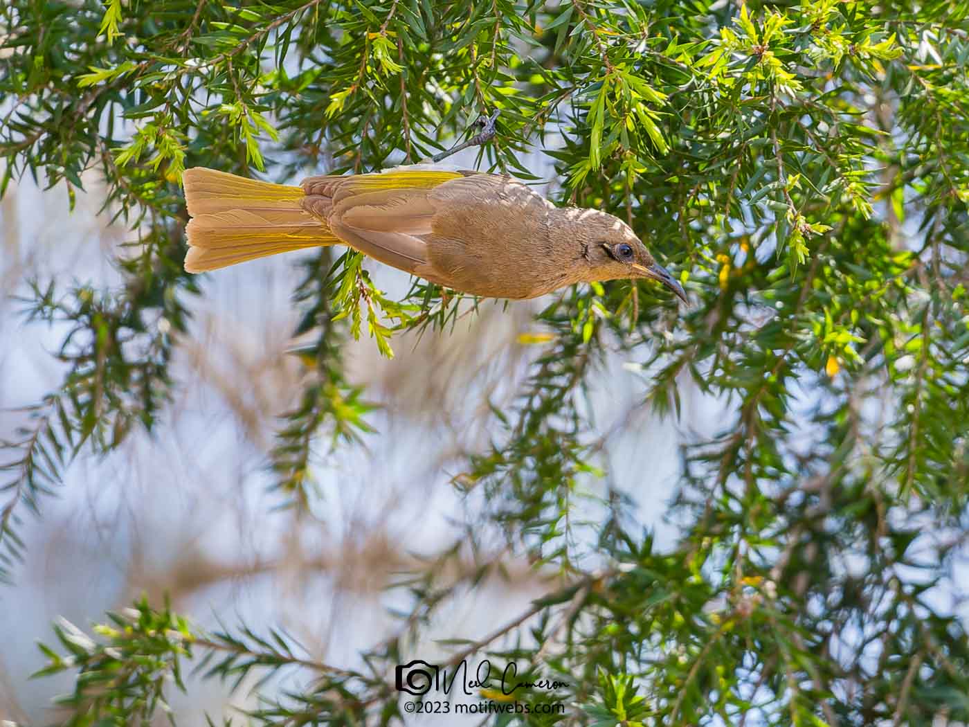 Brown Honeyeater (Lichmera indistinct), Oxley Creek Common, Brisbane