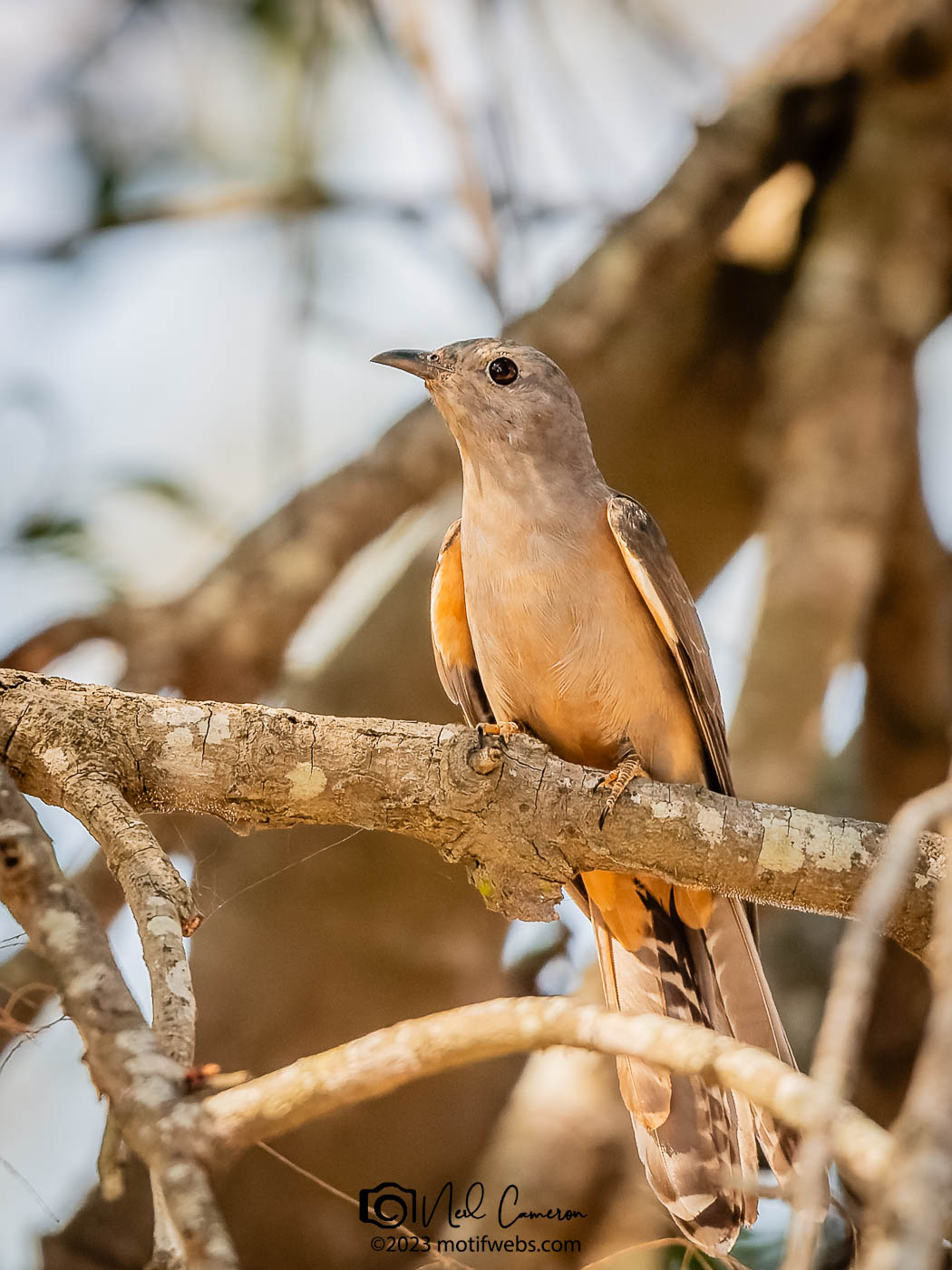 Sahul Brush Cuckoo (Cacomantis variolosus), Oxley Creek Common, Brisbane