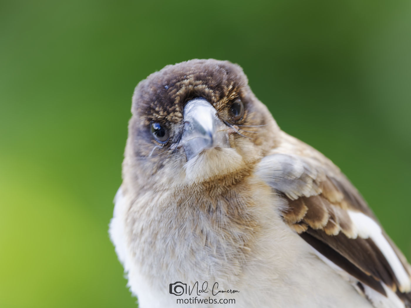Immature/juvenile Pied Butcherbird (Cracticus nigrogularis), St Lucia, Brisbane