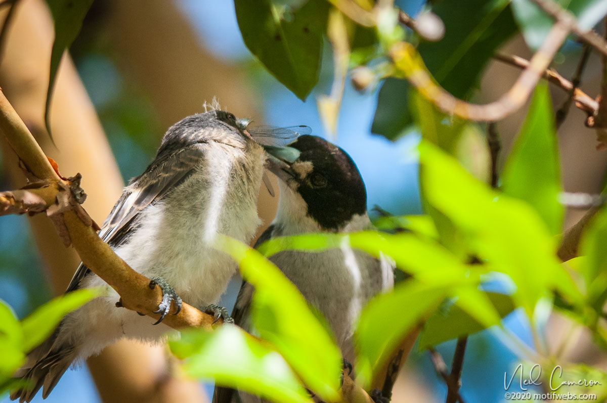Mother feeding fledgling Grey Butcherbird (Cracticus torquatus), Toowong