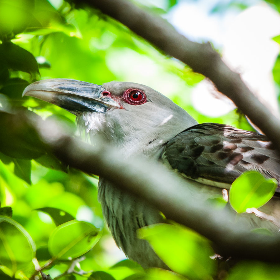 Channel-billed Cuckoo (Scythrops novaehollandiae), Toowong