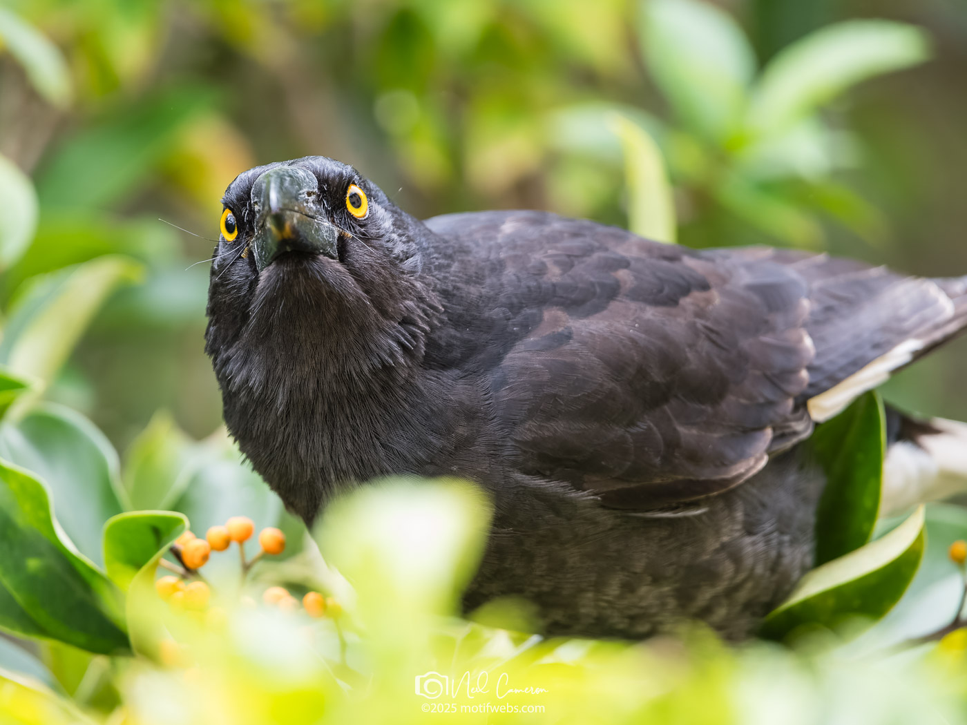 Pied Currawong (Strepera graculina), St Lucia, Brisbane