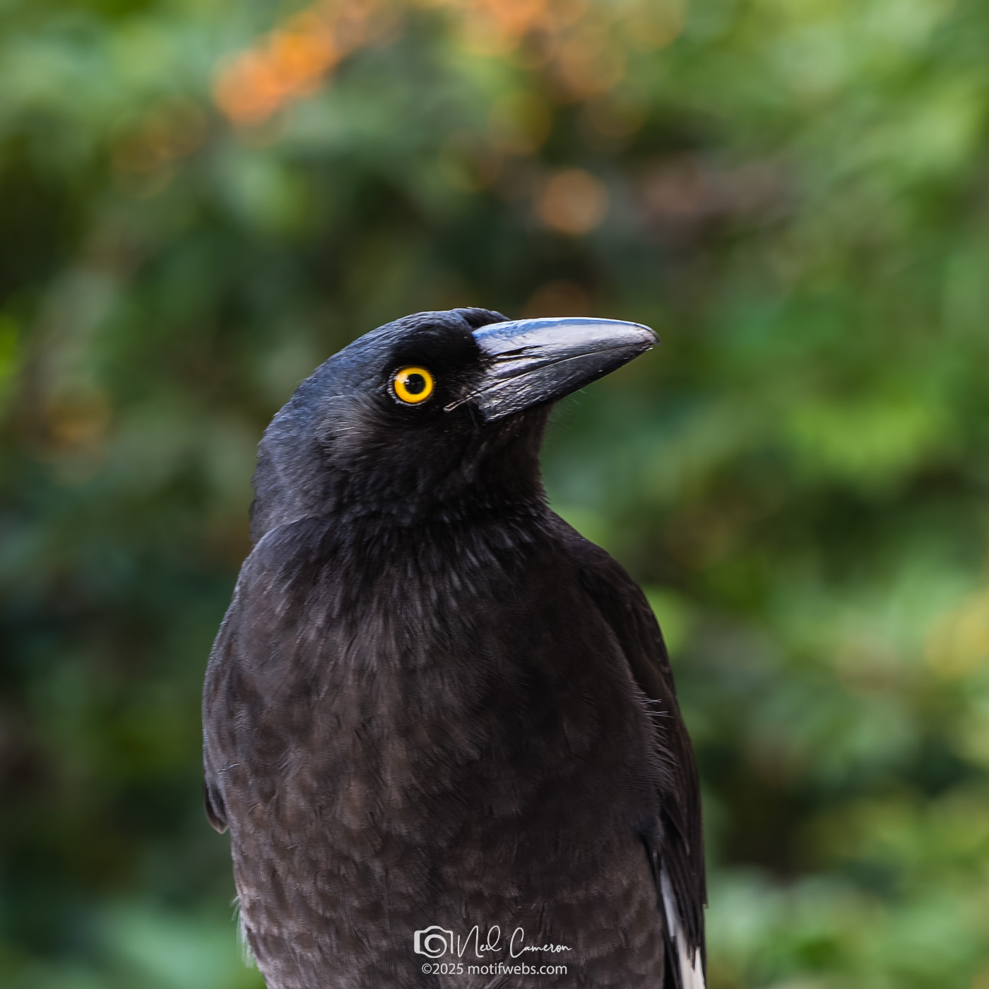 Pied Currawong (Strepera graculina), St Lucia, Brisbane