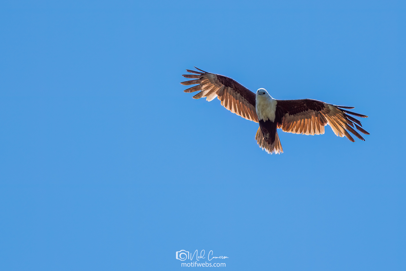 Brahminy Kite (Haliastur indus) soars over the Brisbane River