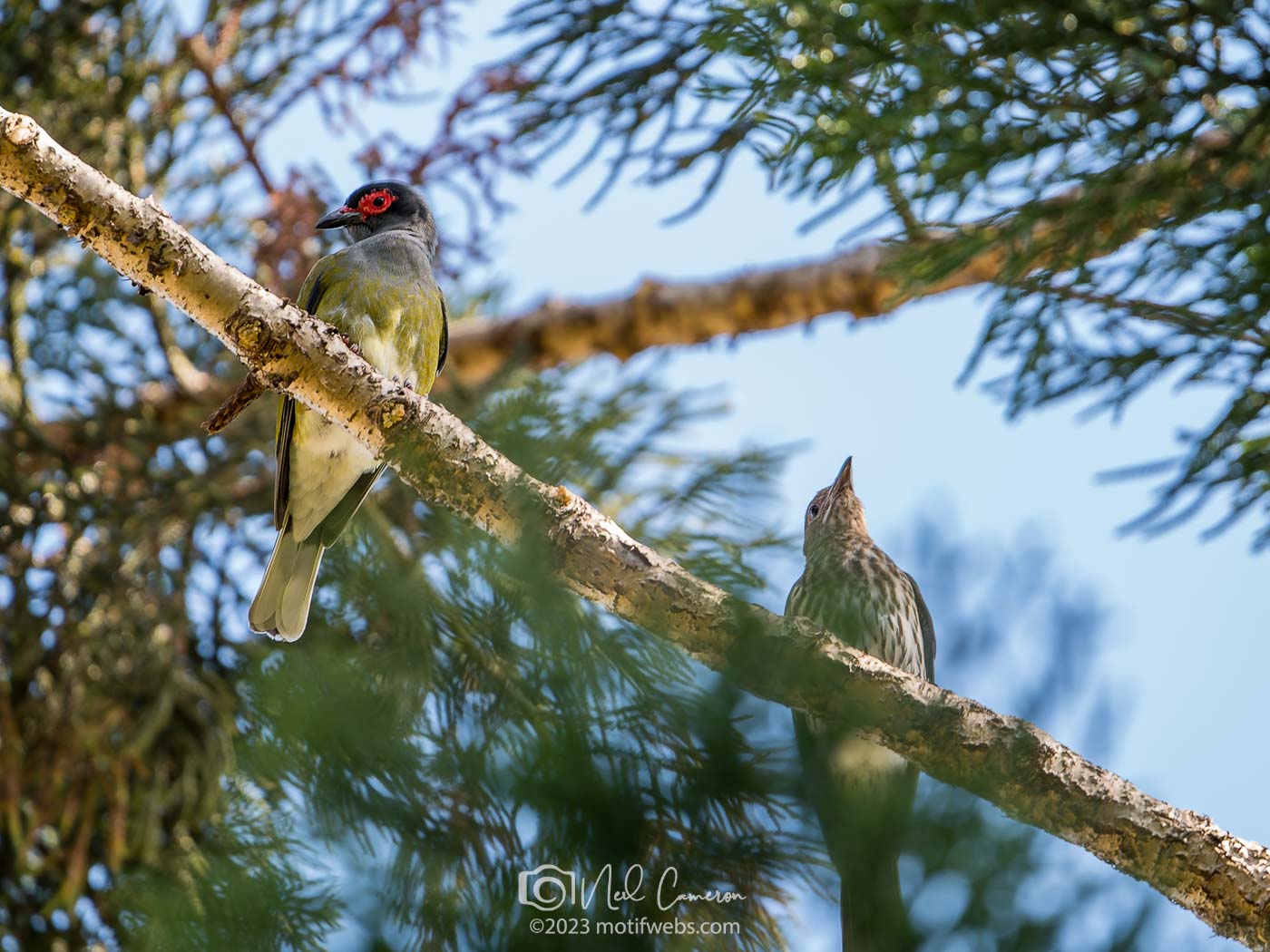 Australasian Figbird (Sphecotheres viridis) pair, Oxley Creek Common, Brisbane