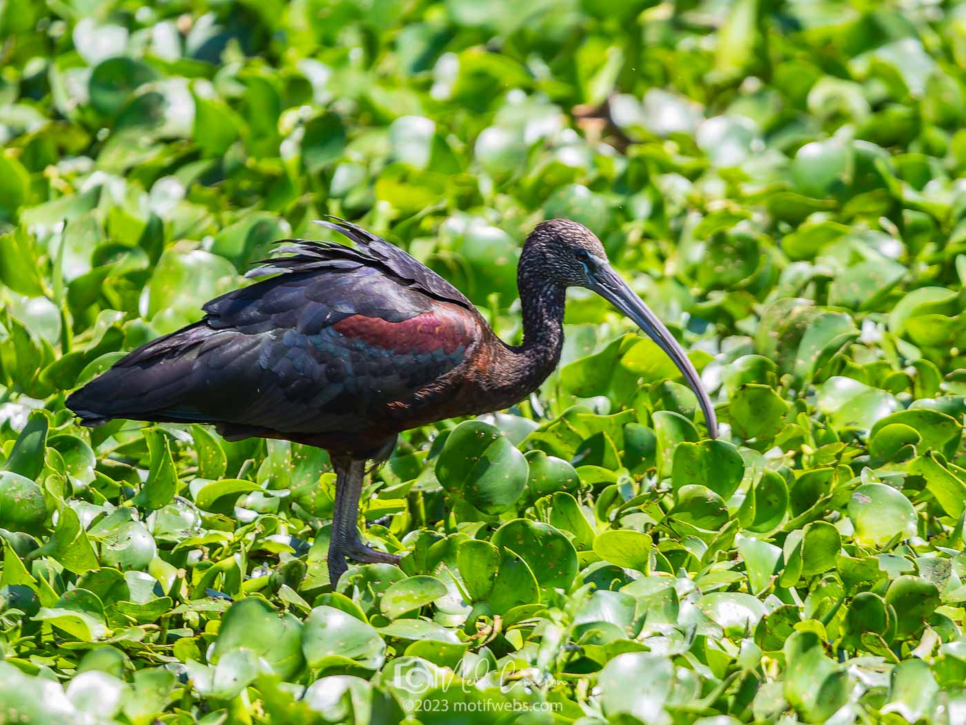 Glossy Ibis (Plegadis falcinellus), Oxley Creek Common, Brisbane