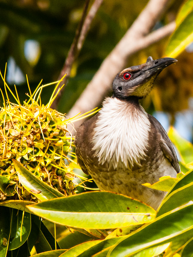 Noisy Friarbird (Philemon corniculatus) looking smug at Wurtullah on the Sunshine Coast