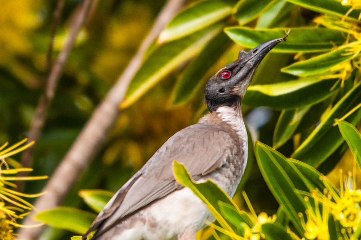 Noisy Friarbird (Philemon corniculatus), Wurtulla