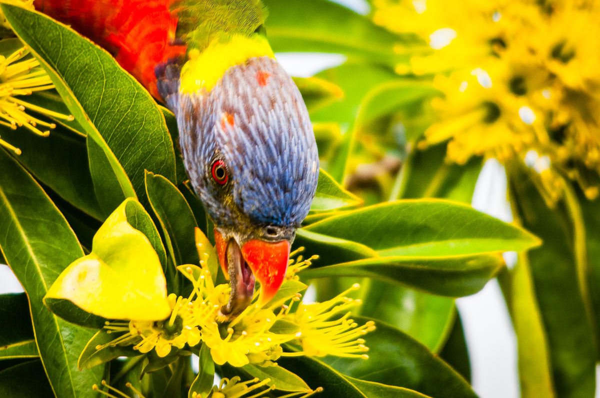 Rainbow Lorikeet (Trichoglossus moluccanus) shows off its evolutionary adaptation of a brush tongue to get nectar