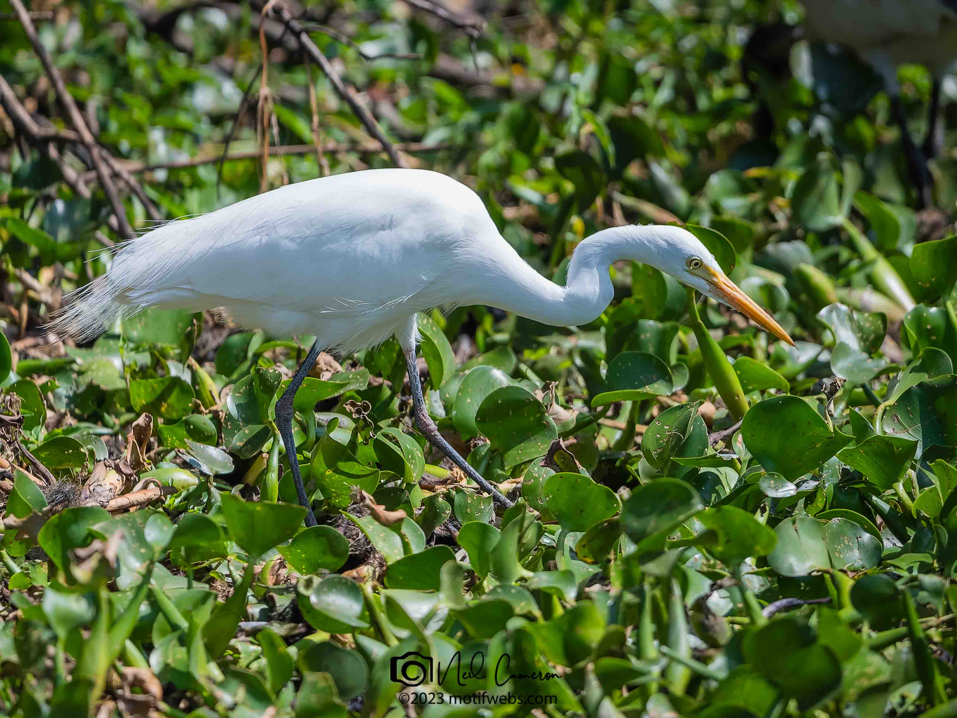 Great Egret (Ardea alba), Oxley Creek Common, Brisbane