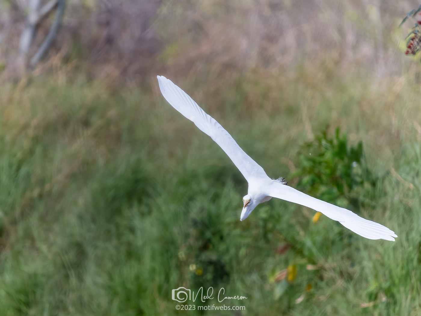 Great Egret (Ardea alba), Oxley Creek Common, Brisbane