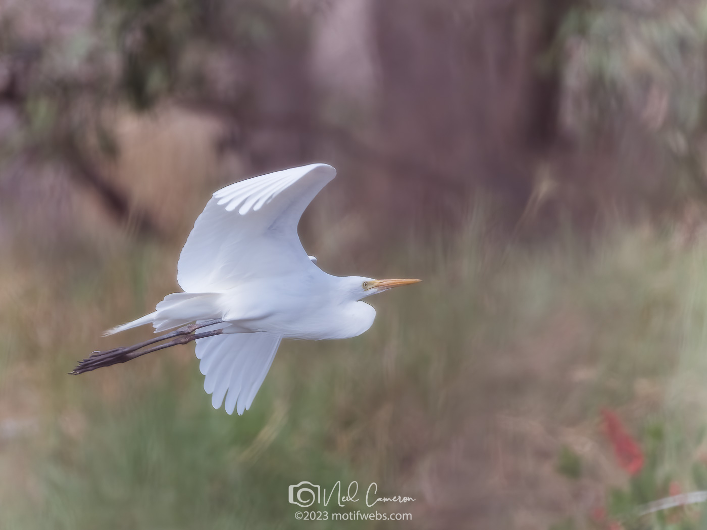 Great Egret (Ardea alba), Oxley Creek Common, Brisbane
