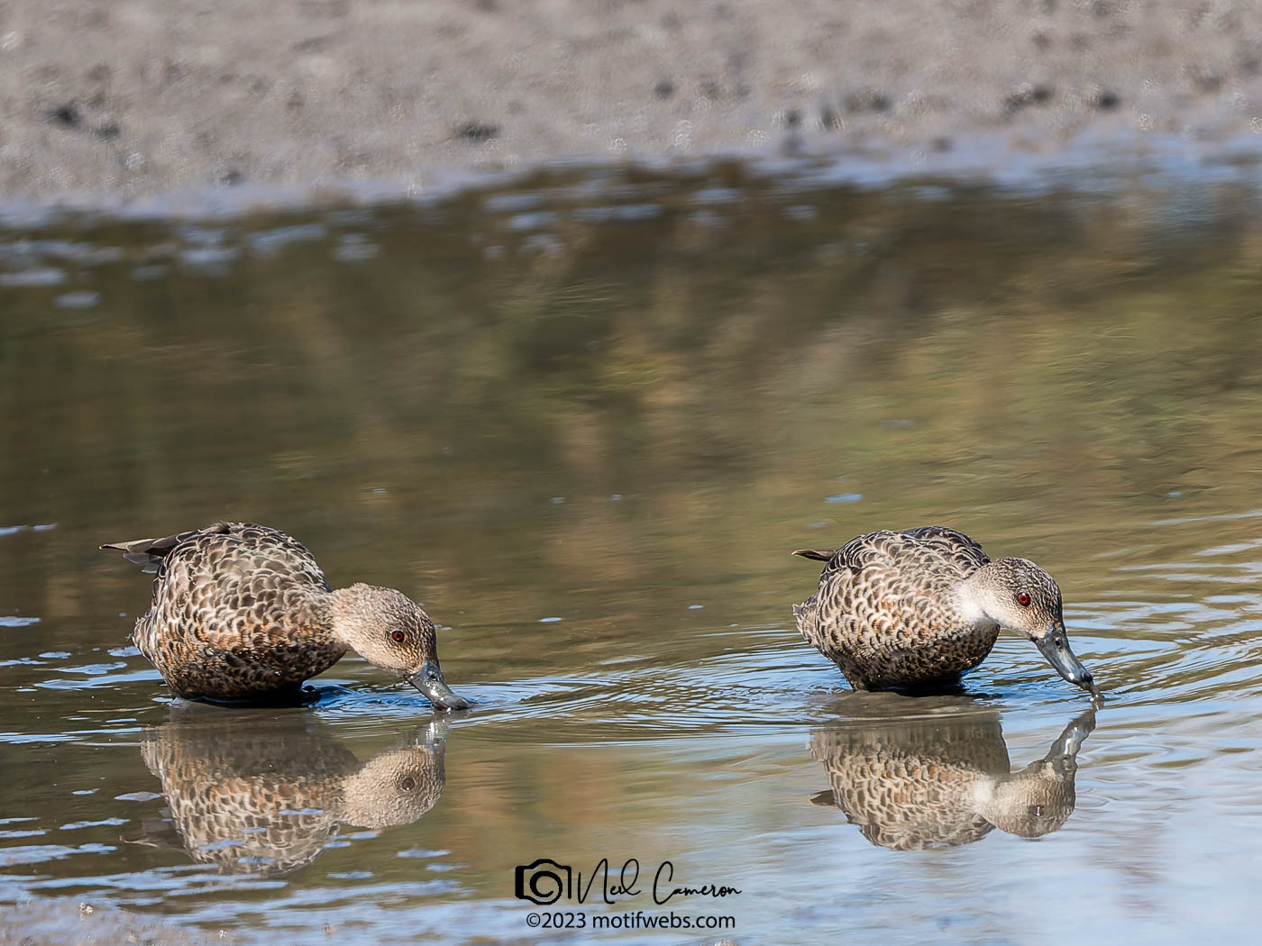 Grey Teal (Anas gracilis) practice synchronised dabbling, Oxley Creek Common, Brisbane
