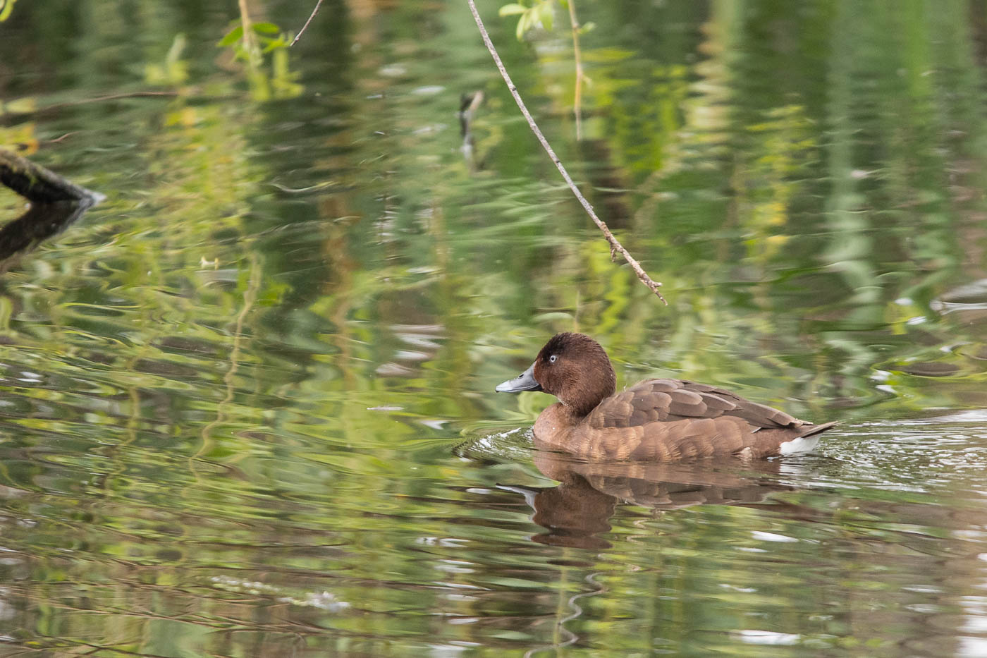 Hardhead (Aythya australis), Jerrabomberra Wetlands, Canberra