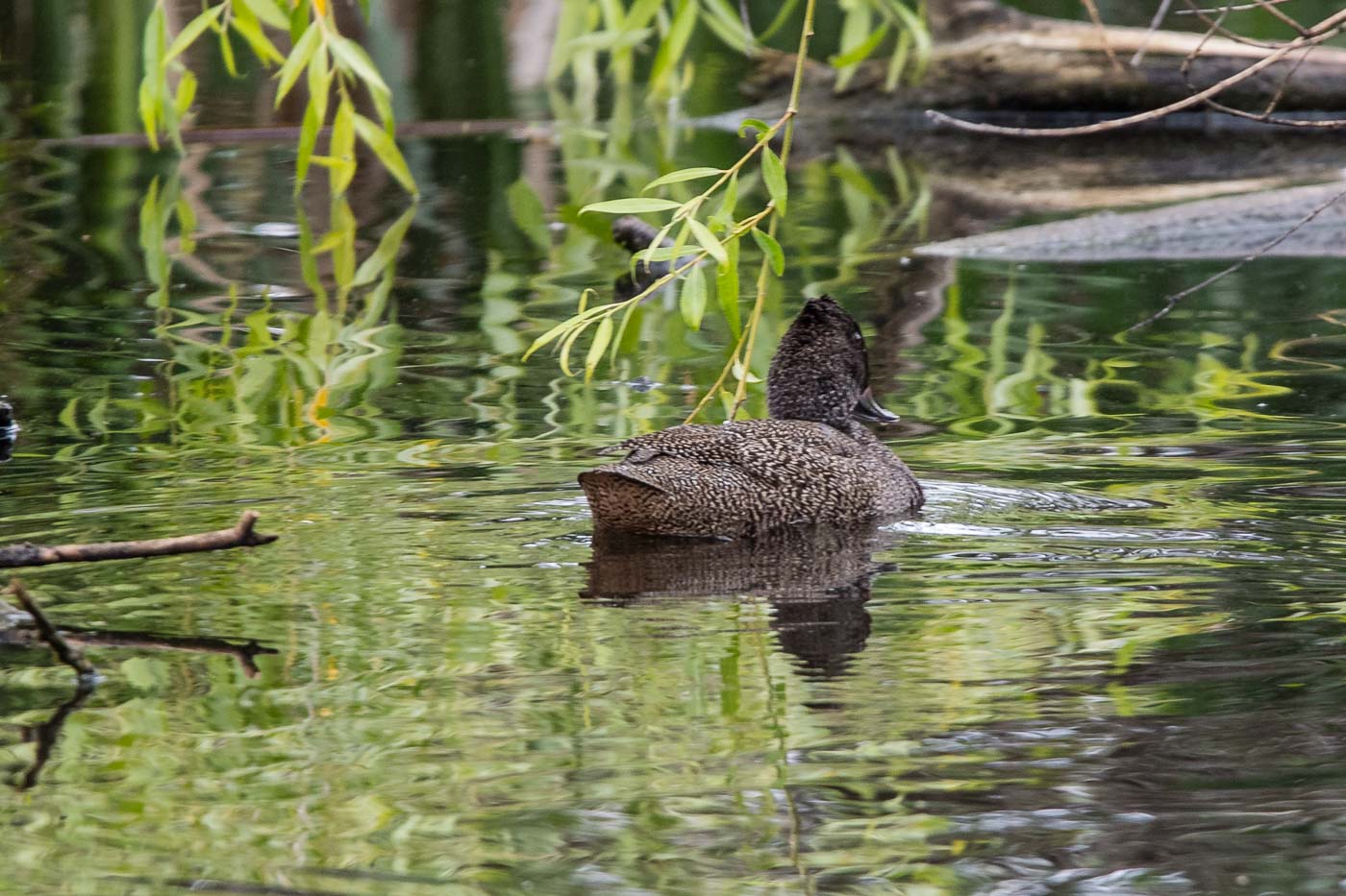 Freckled Duck (Stictonetta naevosa), Jerrabomberra Wetlands, Canberra