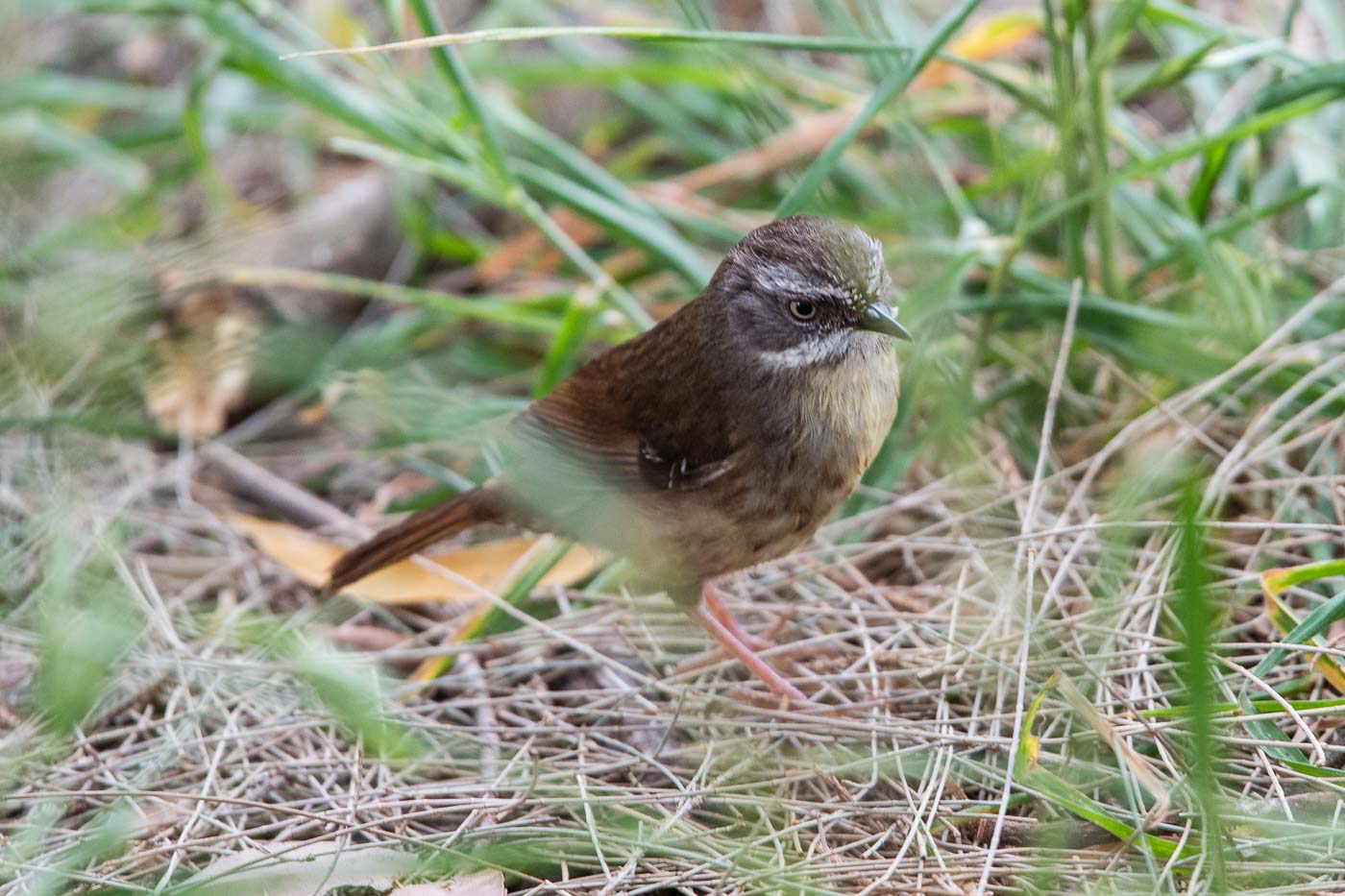 White-browed Scrubwren (Sericornis frontalis), Jerrabomberra Wetlands, Canberra
