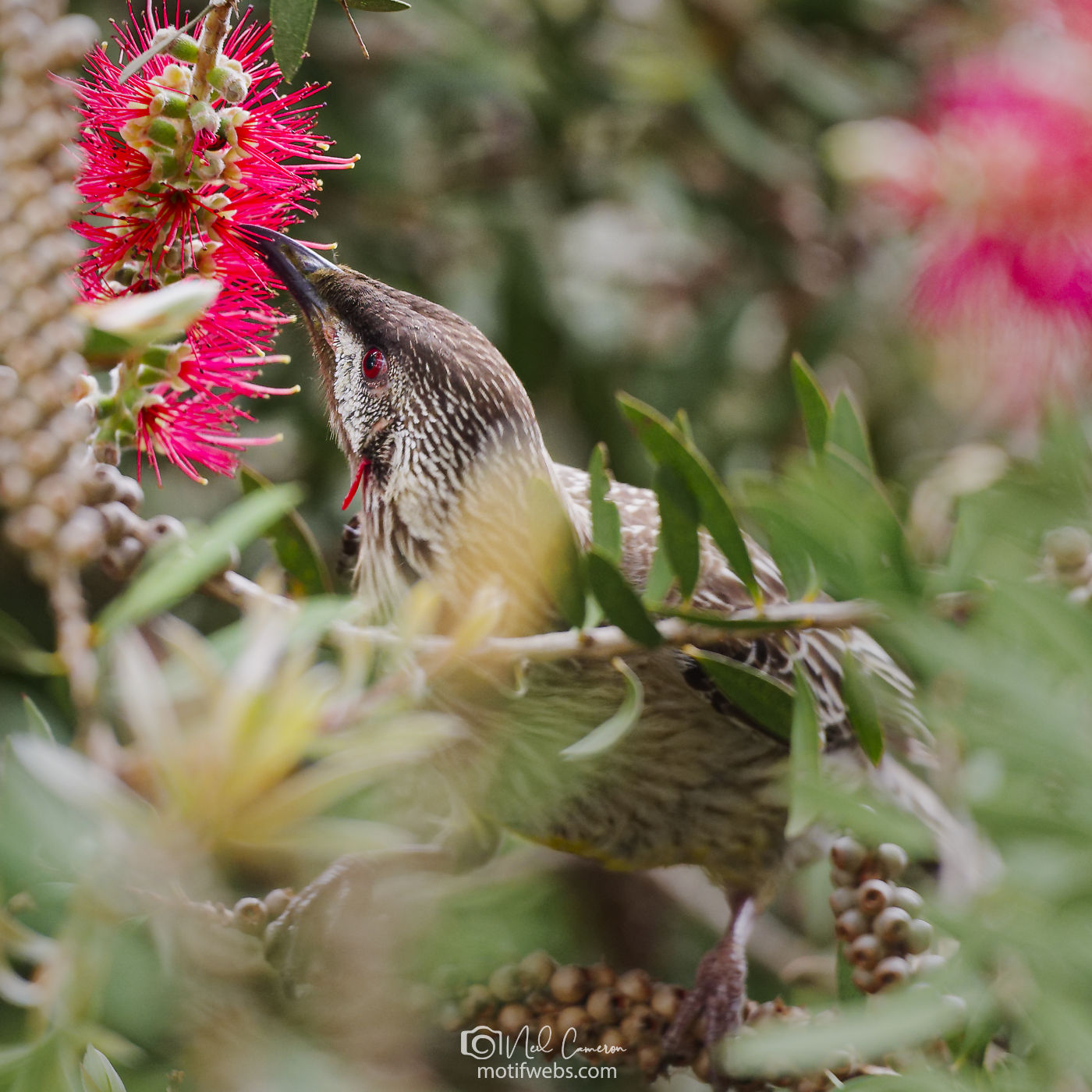 Red Wattlebird (Anthochaera carunculata), Jerrabomberra Wetlands, Canberra