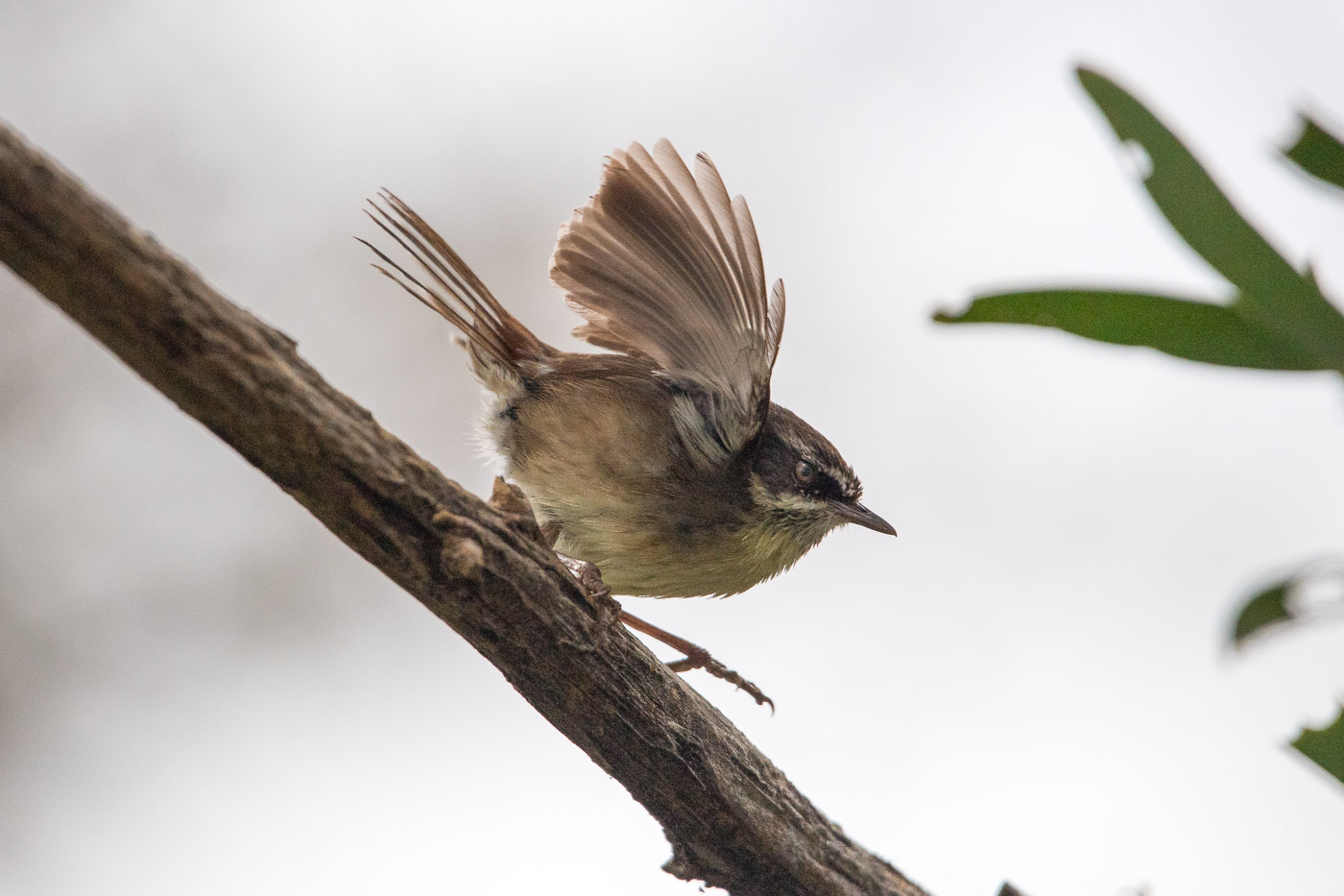 White-browed Scrubwren (Sericornis frontalis), Jerrabomberra Wetlands, Canberra