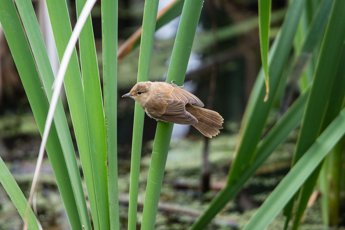 Australian Reed Warbler (Acrocephalus australis), Jerrabomberra Wetlands, Canberra