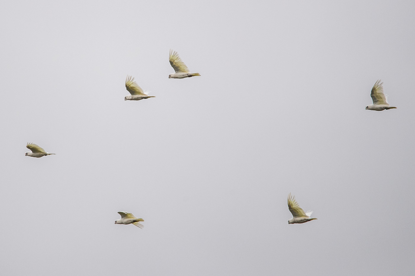 Little Corella (Cacatua sanguinea), Jerrabomberra Wetlands, Canberra