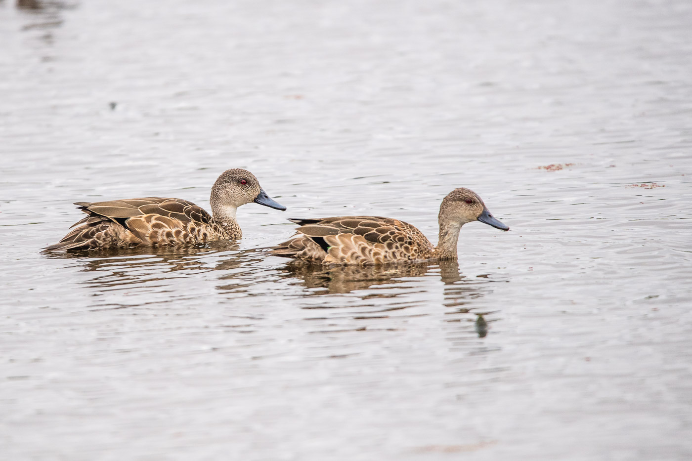 Grey Teal (Anas gracilis), Jerrabomberra Wetlands, Canberra