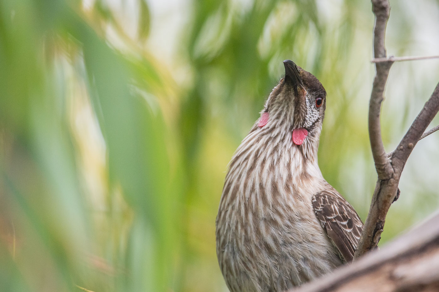 Red Wattlebird (Anthochaera carunculata), Jerrabomberra Wetlands, Canberra