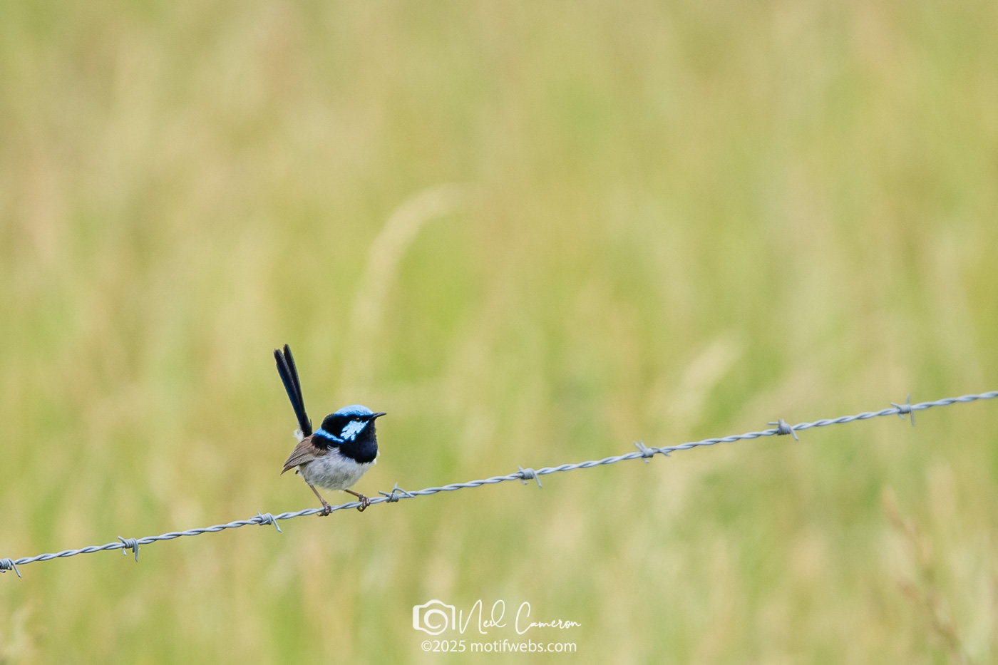 A male Superb Fairywren (Malurus cyaneus), Jerrabomberra Wetlands, Canberra