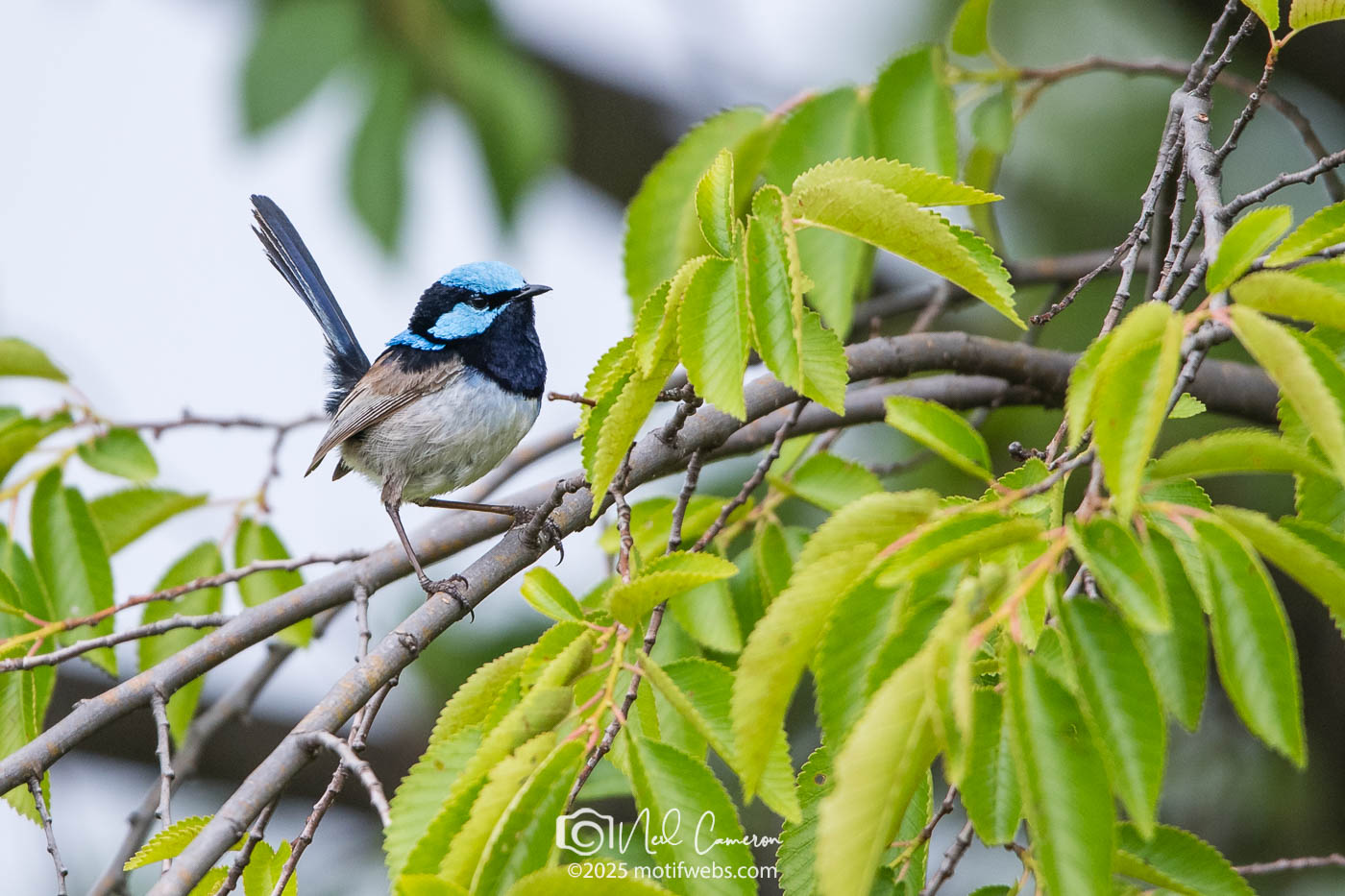Superb Fairywren (Malurus cyaneu), Jerrabomberra Wetlands, Canberra