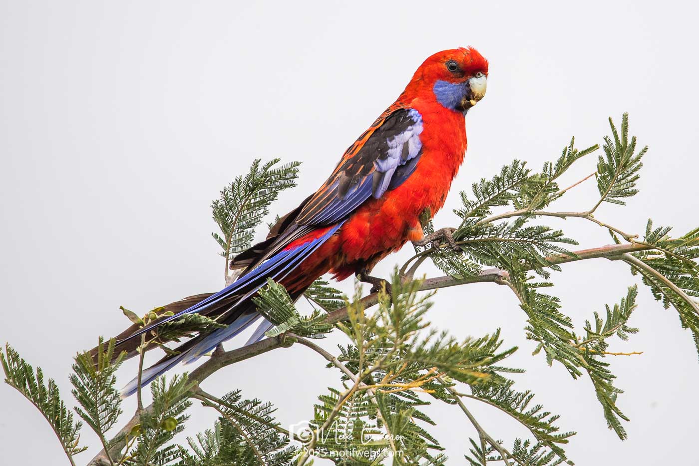 Crimson Rosella (Platycercus elegans), Jerrabomberra Wetlands, Canberra