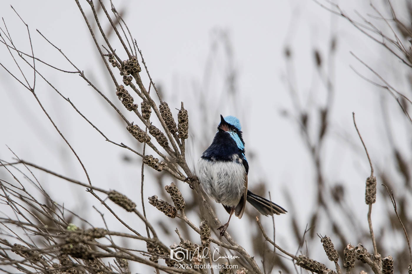 Superb Fairywren (Malurus cyaneu) singing lustily at Jerrabomberra Wetlands, Canberra