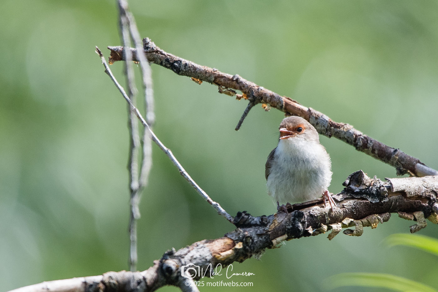 Female Superb Fairywren (Malurus cyaneu) singing at Jerrabomberra Wetlands, Canberra