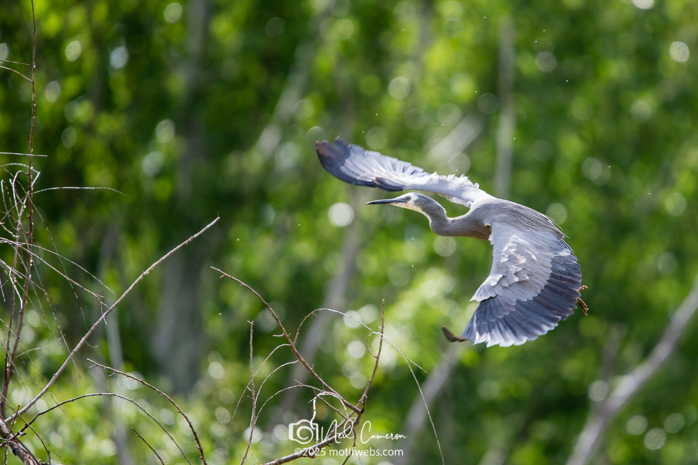 White-faced Heron (Egretta novaehollandiae), Jerrabomberra Wetlands, Canberra