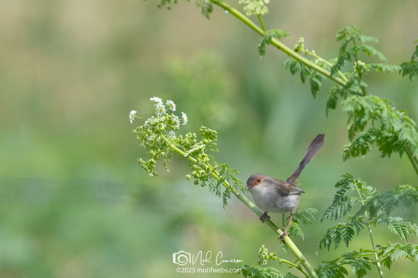 Female Superb Fairywren (Malurus cyaneu), Jerrabomberra Wetlands, Canberra