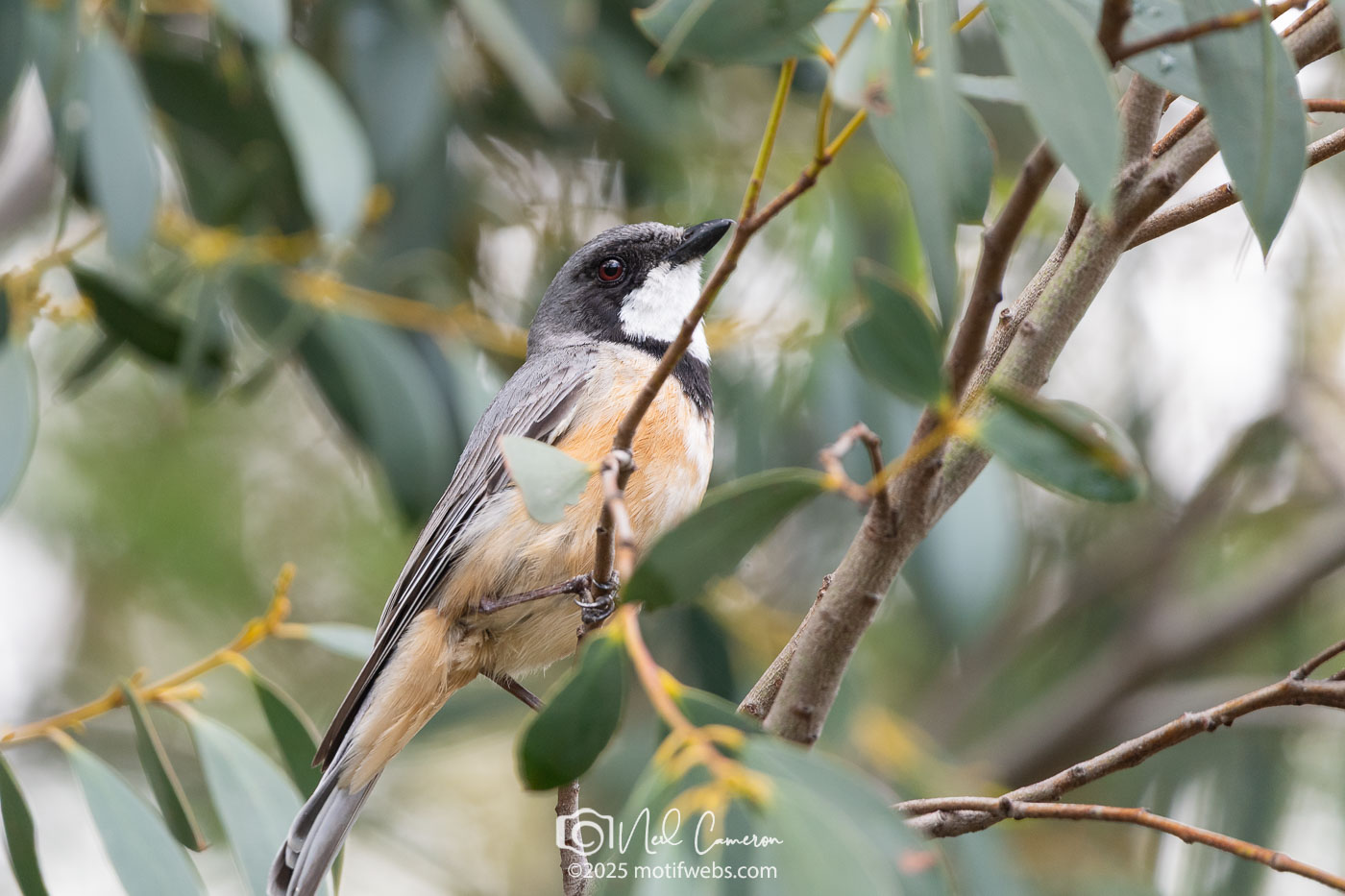Rufous Whistler (Pachycephala rufiventris), Jerrabomberra Wetlands, Canberra