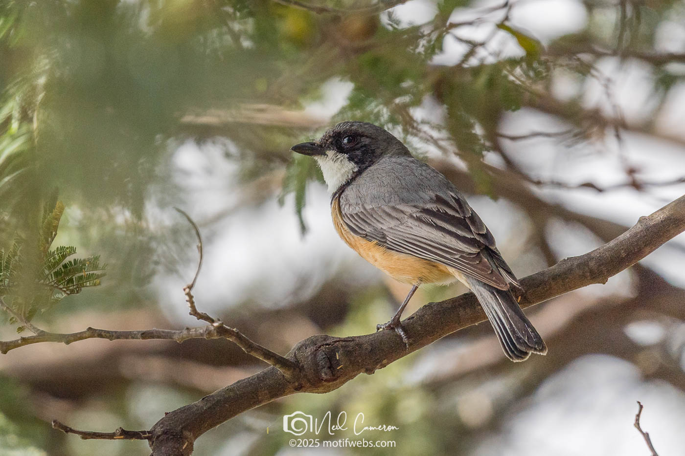 Rufous Whistler (Pachycephala rufiventris), Jerrabomberra Wetlands, Canberra