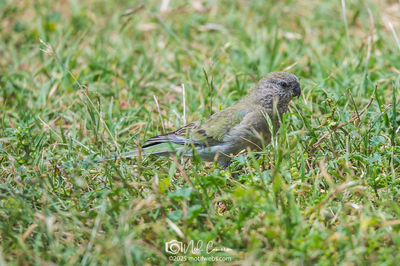 Female Red-rumped Parrot (Psephotus haematonotus), Jerrabomberra Wetlands, Canberra